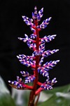 flower aechmea blue tango plant background botany bromeliad stock photo