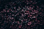 barberry 4k wallpaper bush laptop free freshness leaves stock photo