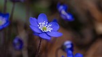 liverworts flower wallpaper liverflower early bloomer spring purple stock photo