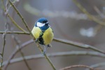 great tit bird feathers nature plumage branch songbird stock photo