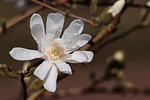 star magnolia stellata bud ornamental wood blossom bloom stock photo