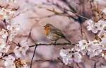spring flower wallpaper pink nature background bird animal stock photo