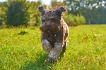 dog park puppy nature animal running grass pet stock photo