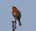 bird robin branch perched redbreast european passerine animal stock photo