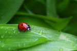 ladybug beetle insect nature blade leaf stock photo