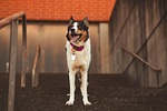 dog border collie nature merle tri stairs collar stock photo