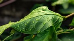 leaves green botany rain wet drops raindrop droplets stock photo