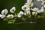 dogwood cornus horn shrub flower flowering inflorescence white stock photo