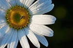 flower marguerite petals background pollination pollen garden wallpaper stock photo