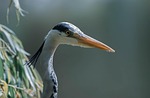 grey heron bird wildlife animal plumage ornithology feathers stock photo