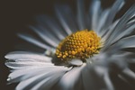 daisy flower wallpaper petals stamen beautiful flowers garden stock photo