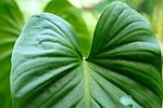 leaves nature plant green texture stock photo