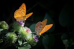 silvery mother-of-pearl butterfly nature orange insect stock photo