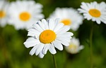 daisies flowers garden flower background nature beautiful wallpaper stock photo