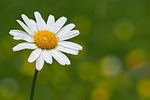 daisy flower wallpaper desktop backgrounds garden nature blossoms stock photo
