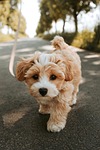 dog puppy pooch domestic animal pet cute nature stock photo