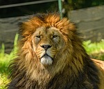 lion pet male zoo wild panthera leo nature stock photo