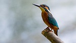 kingfisher bird wood perched alcedo atthis common small stock photo