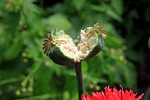 capsules garden nature papaver poppy pods raw seed stock photo