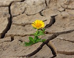 flower life yellow beautiful flowers crack desert background stock photo