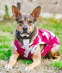 dog pet garden animal adoption looking portrait ear stock photo