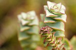 succulent plant nature flora leaves stock photo