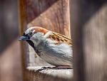 sparrow bird animal feathers plumage wildlife nature birding stock photo