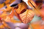 leaves autumn fall season nature stock photo
