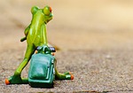 frog farewell travel suitcase bag vacations on the stock photo