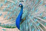 peacock bird animal feathers plumage wildlife nature multicoloured stock photo