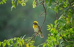 baya weaver bird nature animal ornithology wildlife feathers stock photo