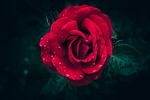 rose 4k wallpaper windows red full hd flower stock photo