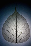 leaf structure nature veins template branches stock photo