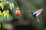 hummingbird bird animal feathers plumage wildlife nature fauna stock photo