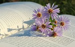 flowers flower background wallpaper beautiful nature asters book stock photo
