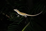lizard reptile nature wildlife plant garden stock photo