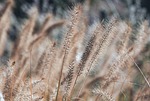 grass wallpaper hd mac full 4k 1920x1080 reed stock photo