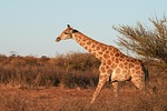 giraffe animal mammal nature wildlife africa steppe savannah stock photo