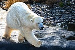 animal bear mammal species fauna wildlife white nature stock photo