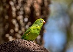 bird parakeet parrot brotogeris jugularis tovisittich green nature stock photo
