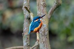 kingfisher bird animal nature wallpaper beautiful 4k hd stock photo