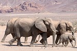 elephants animals mammals pachyderm herd wildlife africa nature stock photo