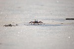 crab beach wildlife sand nature stock photo