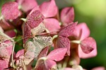 hydrangeas petals dried flowers faded hydrangea leaf structures stock photo