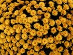 yellow flowers laptop wallpaper floral background flower hd stock photo