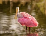 spoonbill bird nature wildlife bill stock photo