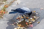 bird crow nature plumage gray black beak pecking stock photo
