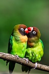 parakeets nature wildlife animals plumage cute birds ornithology stock photo