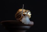 snail mollusk nature shell animal insect wildlife closeup stock photo