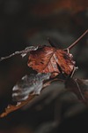 autumn leaves fall sheet nature stock photo
